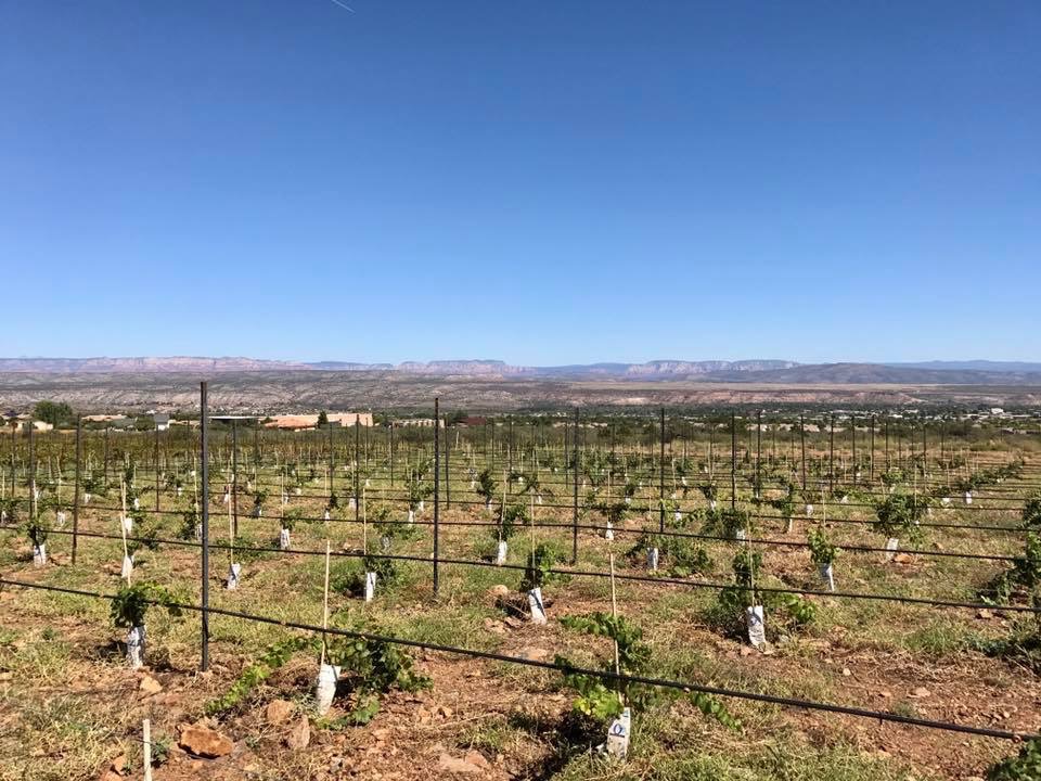 Viticulture Fundamentals Certificate Southwest Wine Center